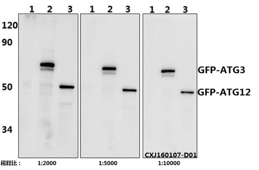 Anti-GFP-tag (3A10) Antibody from Bioworld Technology (AP0675MH) - Antibodies.com