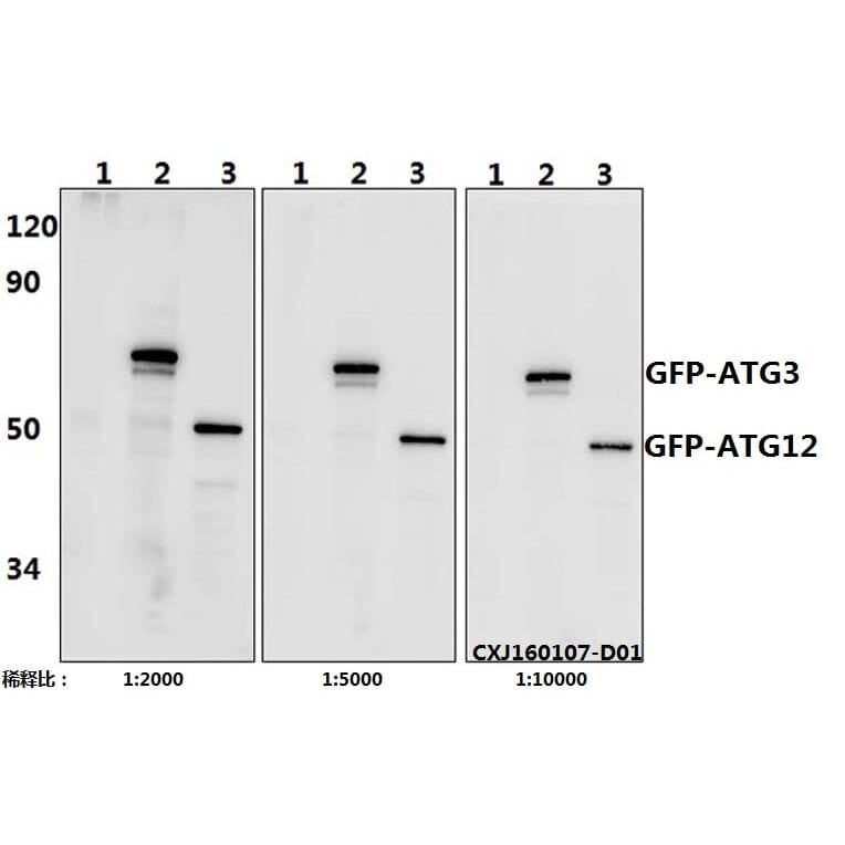 Anti-GFP-tag (3A10) Antibody from Bioworld Technology (AP0675MH) - Antibodies.com