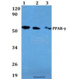 Anti-PPAR-γ (E157) Antibody from Bioworld Technology (AP0688) - Antibodies.com