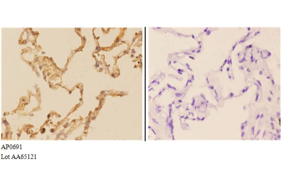 Anti-AChE Antibody from Bioworld Technology (AP0691) - Antibodies.com
