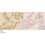 Anti-AChE Antibody from Bioworld Technology (AP0691) - Antibodies.com