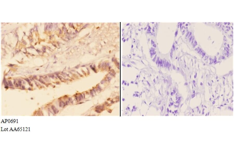 Anti-AChE Antibody from Bioworld Technology (AP0691) - Antibodies.com
