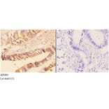 Anti-AChE Antibody from Bioworld Technology (AP0691) - Antibodies.com