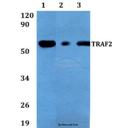 Anti-TRAF2 (S11) Antibody from Bioworld Technology (AP0694) - Antibodies.com
