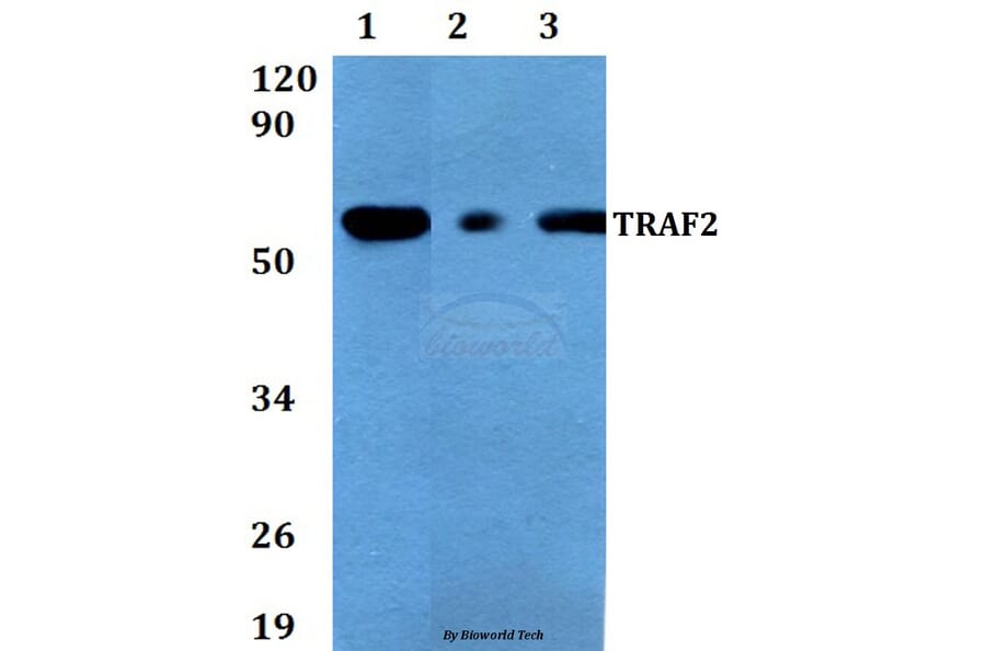 Anti-TRAF2 (S11) Antibody from Bioworld Technology (AP0694) - Antibodies.com