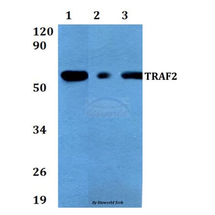 Anti-TRAF2 (S11) Antibody from Bioworld Technology (AP0694) - Antibodies.com