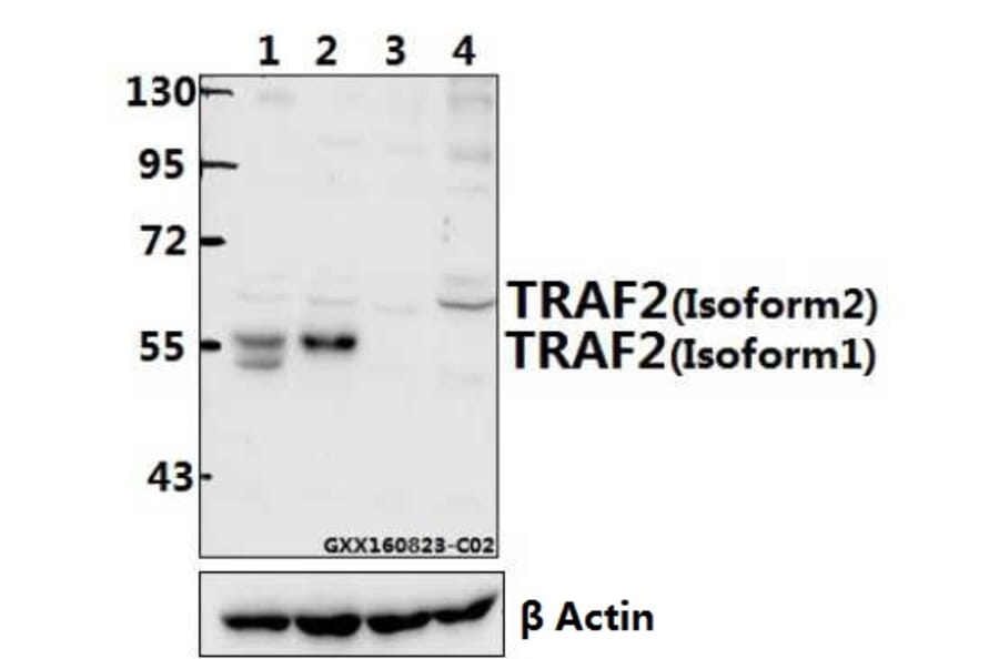 Anti-TRAF2 (S11) Antibody from Bioworld Technology (AP0694) - Antibodies.com