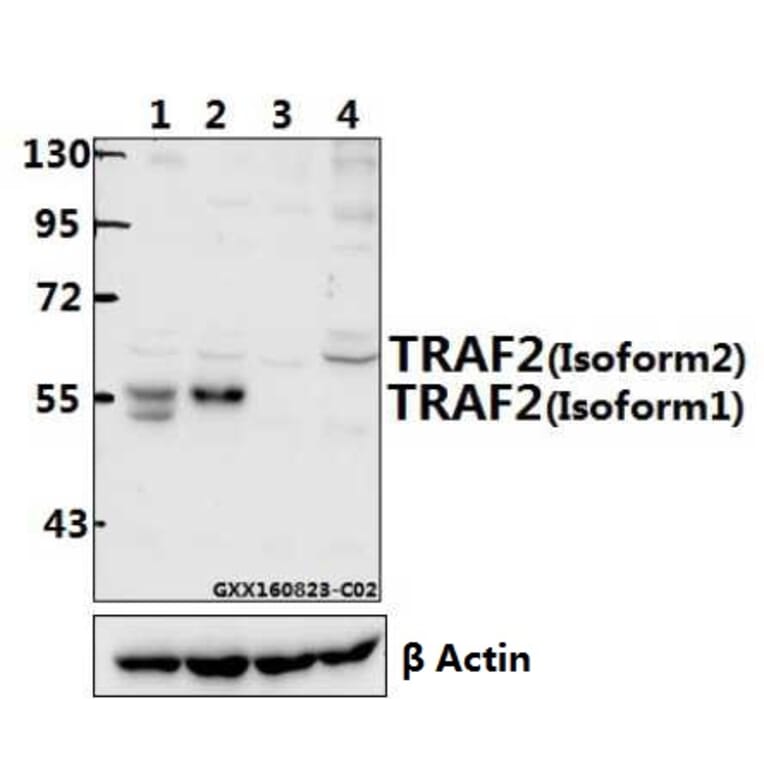 Anti-TRAF2 (S11) Antibody from Bioworld Technology (AP0694) - Antibodies.com