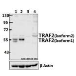 Anti-TRAF2 (S11) Antibody from Bioworld Technology (AP0694) - Antibodies.com