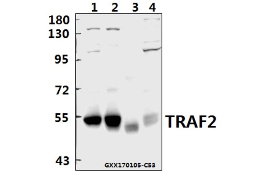 Anti-TRAF2 (S11) Antibody from Bioworld Technology (AP0694) - Antibodies.com