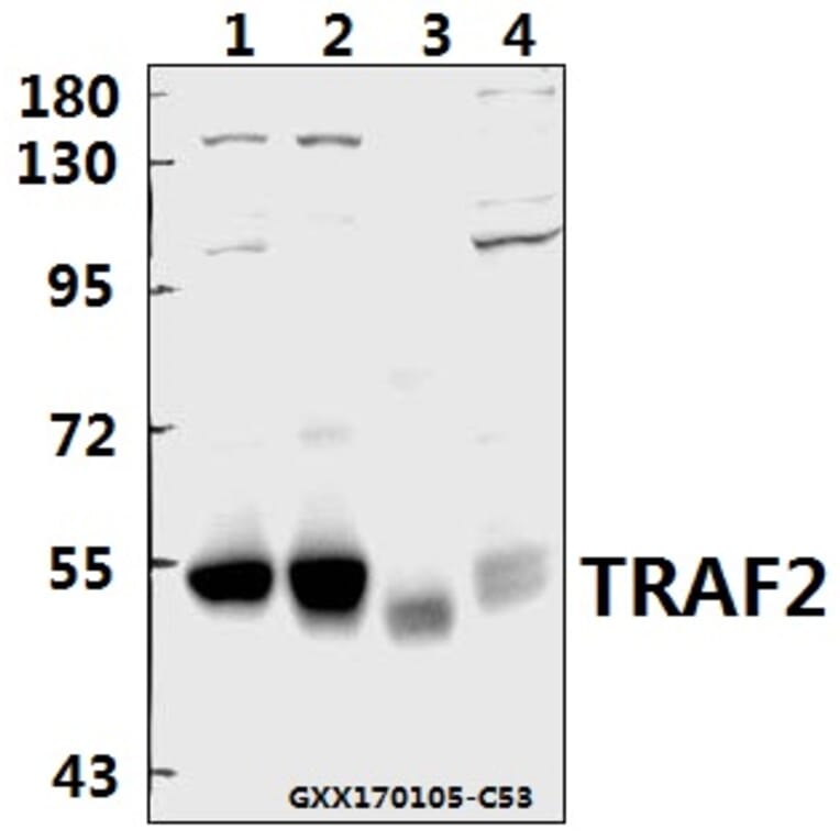 Anti-TRAF2 (S11) Antibody from Bioworld Technology (AP0694) - Antibodies.com