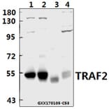 Anti-TRAF2 (S11) Antibody from Bioworld Technology (AP0694) - Antibodies.com