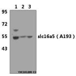 Anti-SLC16A5 (A193) Antibody from Bioworld Technology (AP0702) - Antibodies.com