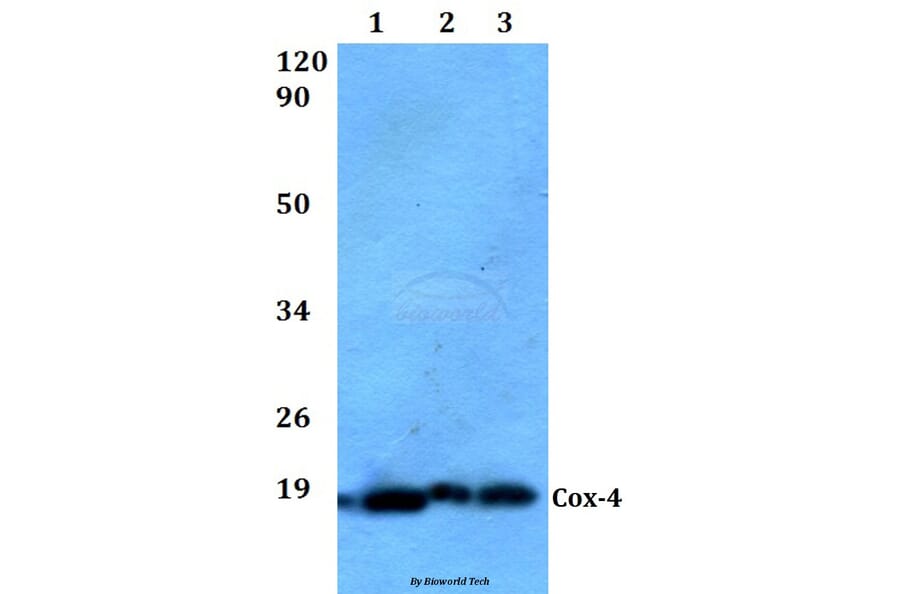 Anti-Cox-4 Antibody from Bioworld Technology (AP0705) - Antibodies.com