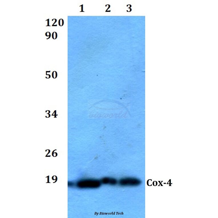Anti-Cox-4 Antibody from Bioworld Technology (AP0705) - Antibodies.com