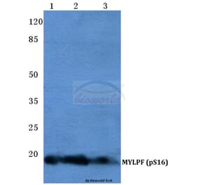 Anti-MYLPF (phospho-S16) Antibody from Bioworld Technology (AP0729) - Antibodies.com