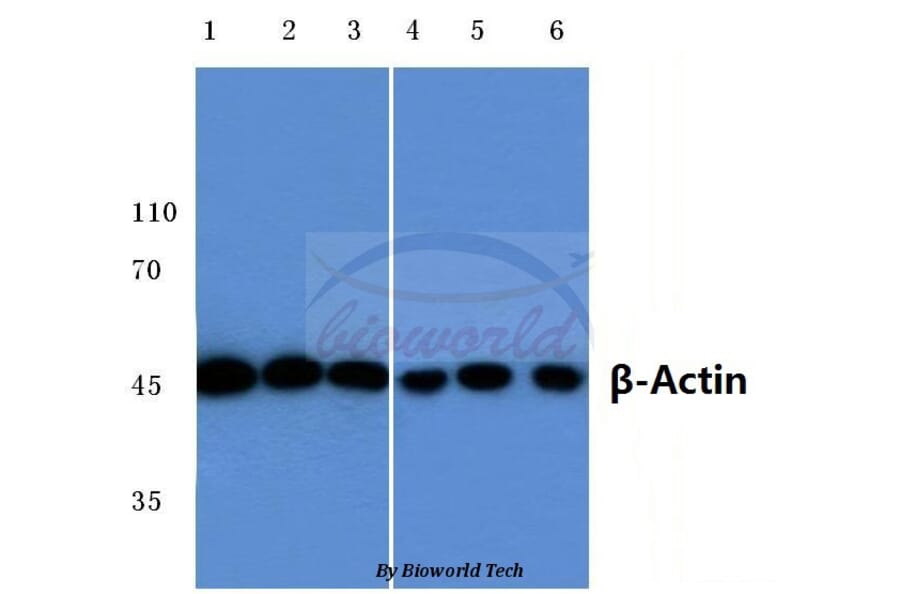 Anti-β-Actin (D8) Antibody from Bioworld Technology (AP0731) - Antibodies.com