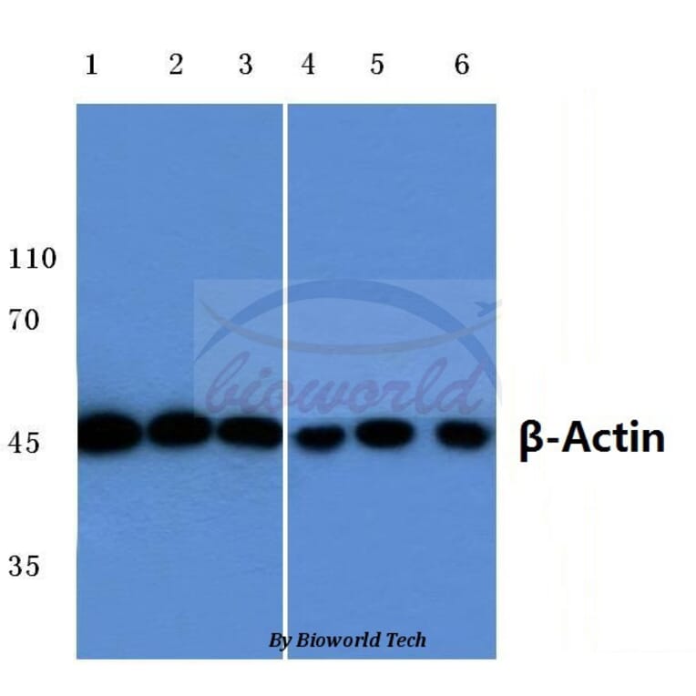 Anti-β-Actin (D8) Antibody from Bioworld Technology (AP0731) - Antibodies.com
