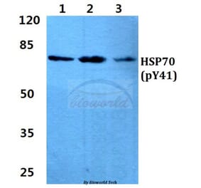 Anti-HSP70 (phospho-Y41) Antibody from Bioworld Technology (AP0736) - Antibodies.com
