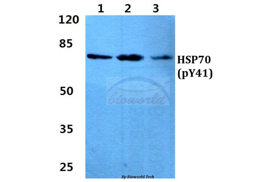 Anti-HSP70 (phospho-Y41) Antibody from Bioworld Technology (AP0736) - Antibodies.com