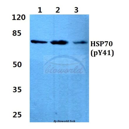 Anti-HSP70 (phospho-Y41) Antibody from Bioworld Technology (AP0736) - Antibodies.com