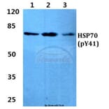 Anti-HSP70 (phospho-Y41) Antibody from Bioworld Technology (AP0736) - Antibodies.com