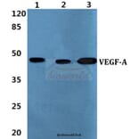 Anti-VEGF-A (L98) Antibody from Bioworld Technology (AP0742) - Antibodies.com