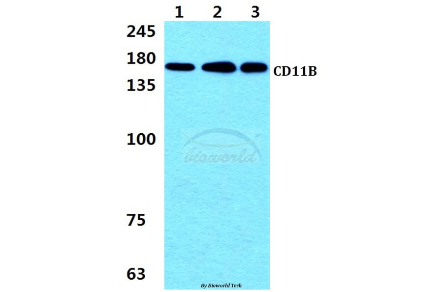 Anti-CD11B (L1) Antibody from Bioworld Technology (AP0751) - Antibodies.com