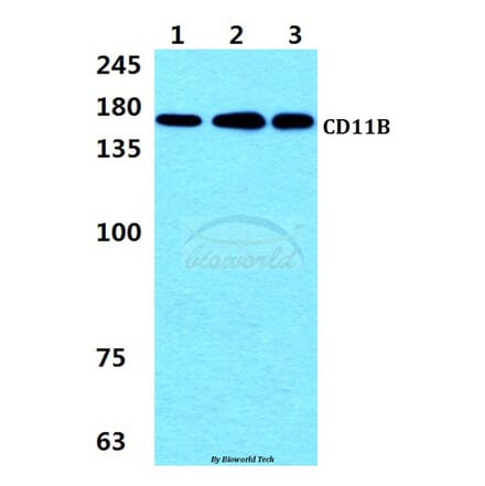 Anti-CD11B (L1) Antibody from Bioworld Technology (AP0751) - Antibodies.com