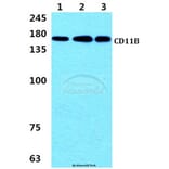 Anti-CD11B (L1) Antibody from Bioworld Technology (AP0751) - Antibodies.com