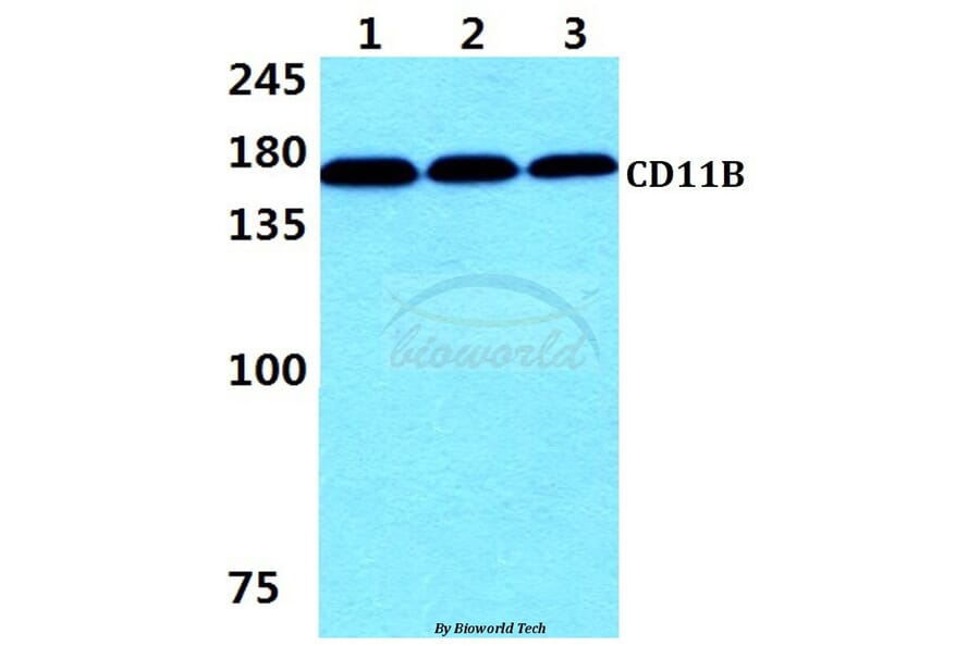 Anti-CD11B (E1) Antibody from Bioworld Technology (AP0752) - Antibodies.com