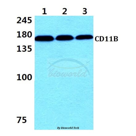 Anti-CD11B (E1) Antibody from Bioworld Technology (AP0752) - Antibodies.com