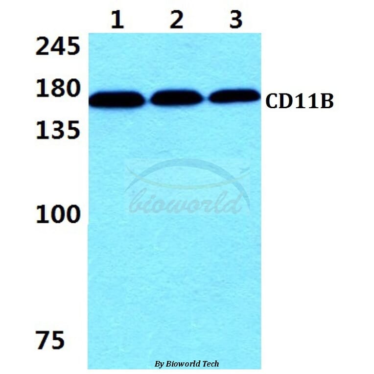 Anti-CD11B (E1) Antibody from Bioworld Technology (AP0752) - Antibodies.com