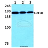 Anti-CD11B (E1) Antibody from Bioworld Technology (AP0752) - Antibodies.com