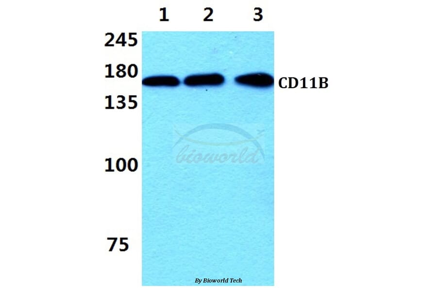 Anti-CD11B (I1) Antibody from Bioworld Technology (AP0753) - Antibodies.com