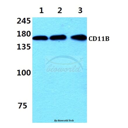Anti-CD11B (I1) Antibody from Bioworld Technology (AP0753) - Antibodies.com