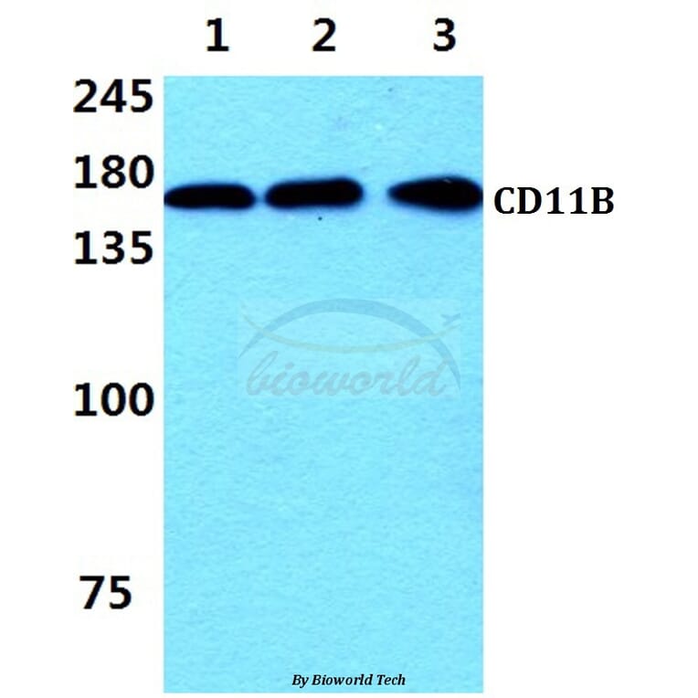Anti-CD11B (I1) Antibody from Bioworld Technology (AP0753) - Antibodies.com