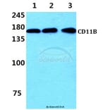 Anti-CD11B (I1) Antibody from Bioworld Technology (AP0753) - Antibodies.com