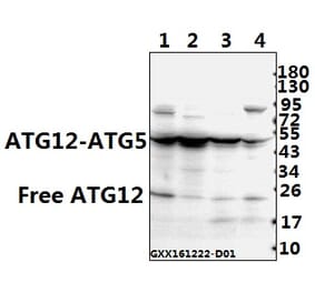 Anti-ATG12 (S129) Antibody from Bioworld Technology (AP0758) - Antibodies.com