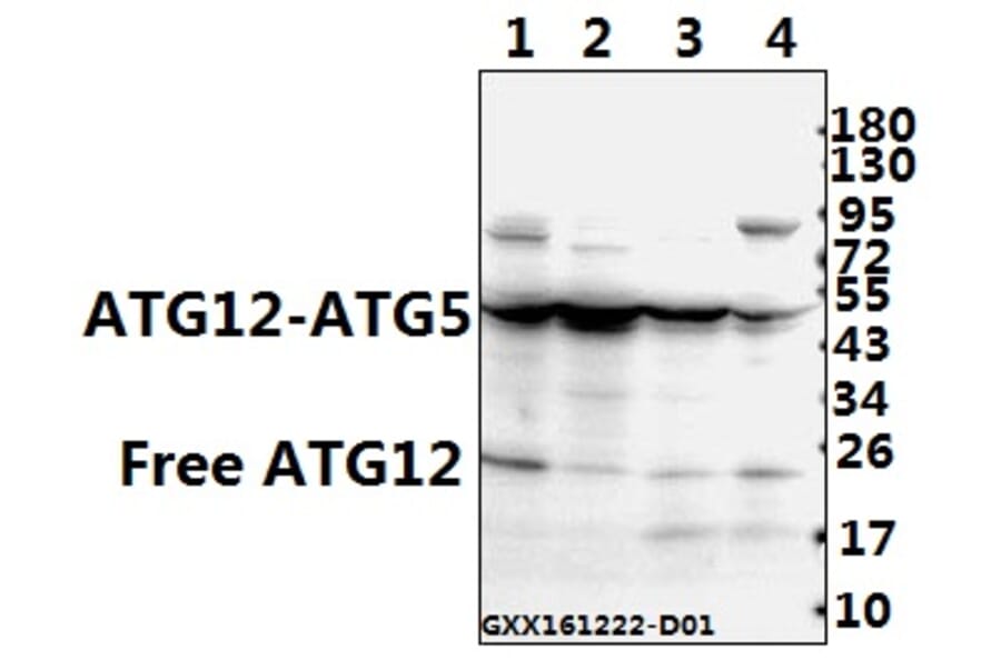 Anti-ATG12 (S129) Antibody from Bioworld Technology (AP0758) - Antibodies.com