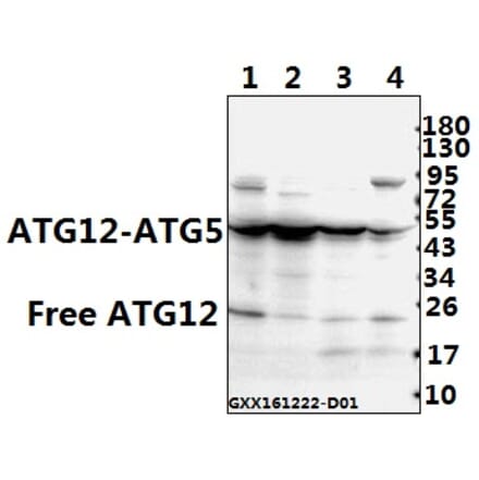 Anti-ATG12 (S129) Antibody from Bioworld Technology (AP0758) - Antibodies.com