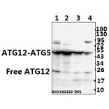 Anti-ATG12 (S129) Antibody from Bioworld Technology (AP0758) - Antibodies.com