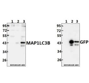 Anti-MAP1LC3B (D23) Antibody from Bioworld Technology (AP0762) - Antibodies.com