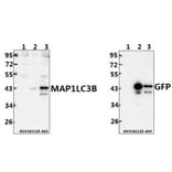 Anti-MAP1LC3B (D23) Antibody from Bioworld Technology (AP0762) - Antibodies.com