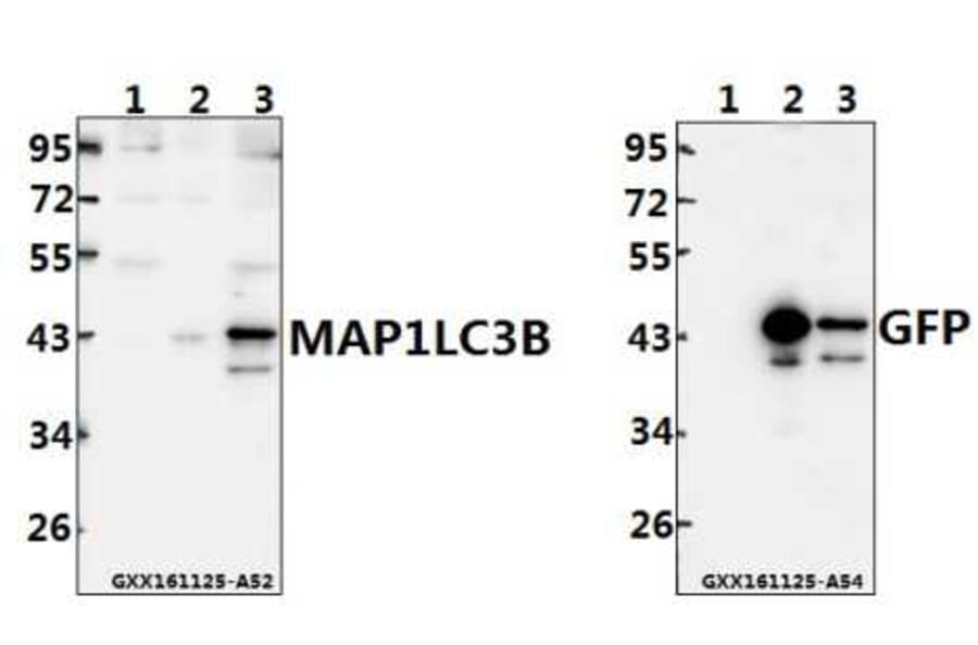 Anti-MAP1LC3B (D23) Antibody from Bioworld Technology (AP0762) - Antibodies.com