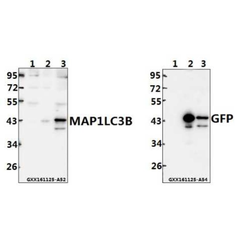 Anti-MAP1LC3B (D23) Antibody from Bioworld Technology (AP0762) - Antibodies.com