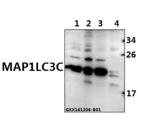 Anti-MAP1LC3C (P77) Antibody from Bioworld Technology (AP0764) - Antibodies.com