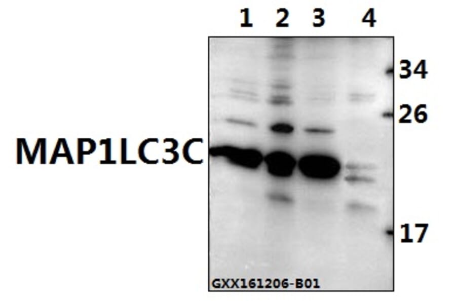 Anti-MAP1LC3C (P77) Antibody from Bioworld Technology (AP0764) - Antibodies.com