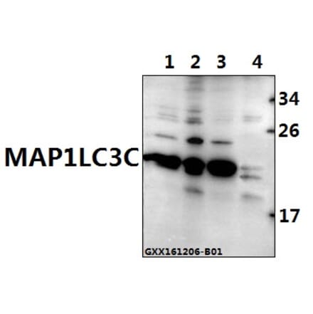 Anti-MAP1LC3C (P77) Antibody from Bioworld Technology (AP0764) - Antibodies.com