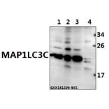 Anti-MAP1LC3C (P77) Antibody from Bioworld Technology (AP0764) - Antibodies.com